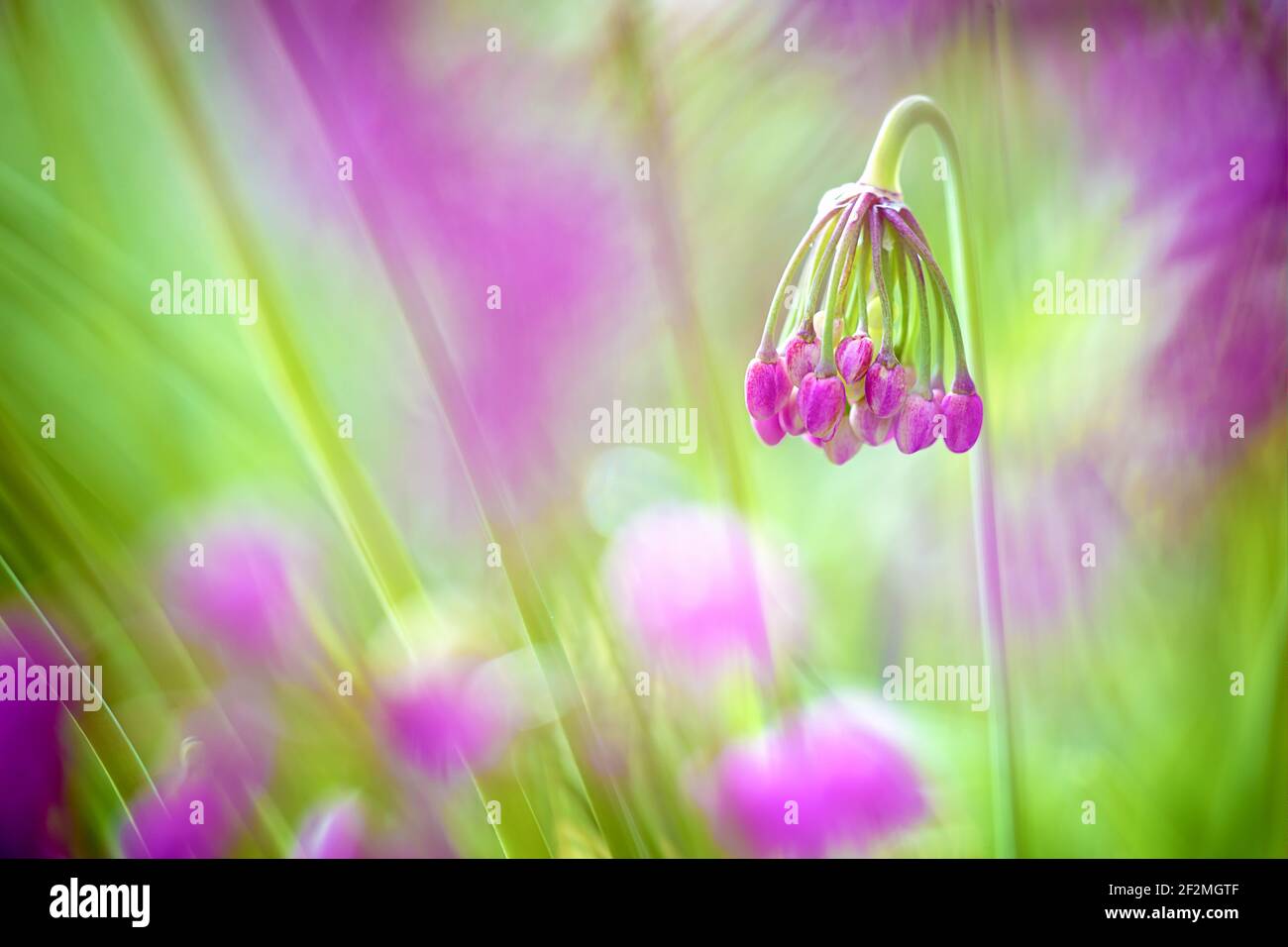 Joli portrait d'un seul allium cernuum ou d'un hochement de tête avec un groupe de bourgeons roses. Sur la droite du cadre avec un arrière-plan rose et vert non mis au point. Banque D'Images