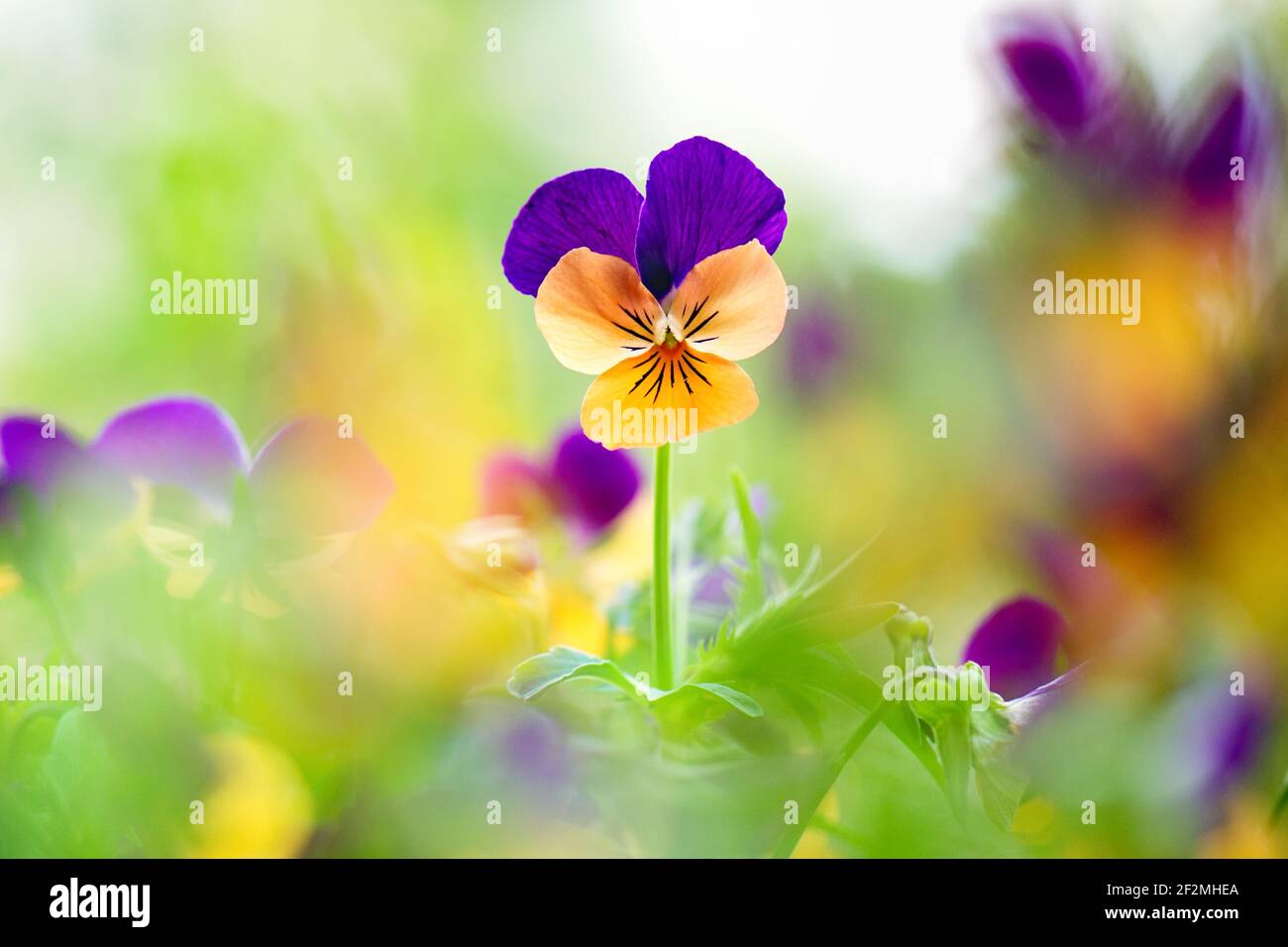 Une seule fleur de violette orange et violette se démarquant d'une bande de fleurs de violette floues ou non nettes. Avec espace vide. Banque D'Images Une seule fleur de violette orange et violette se démarquant d'une bande de fleurs de violette floues ou non nettes. Avec espace vide. Banque D'Images