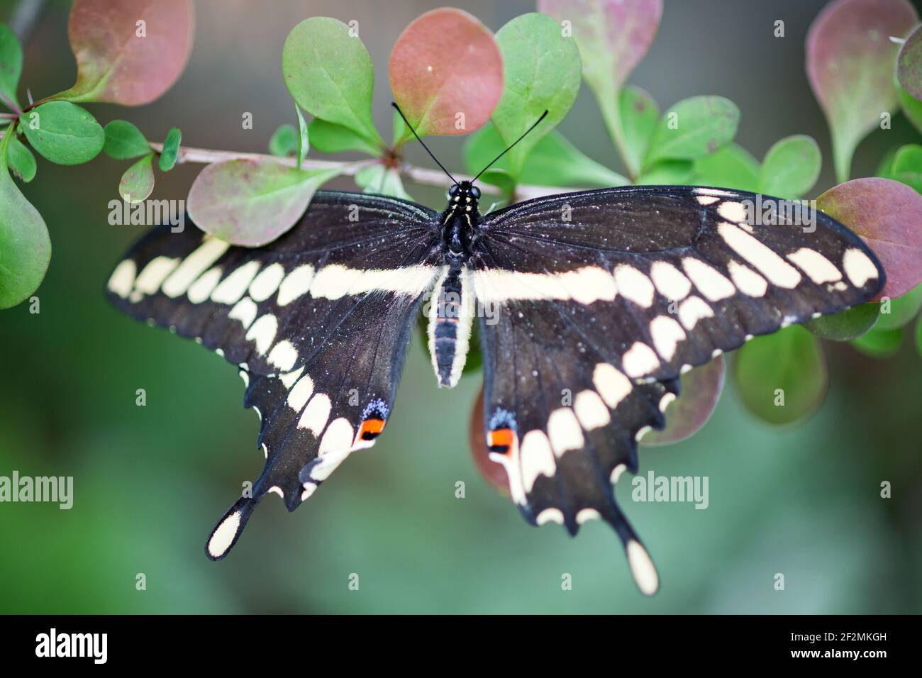 Queue noire, (Papilio polyxenes) au repos. Banque D'Images