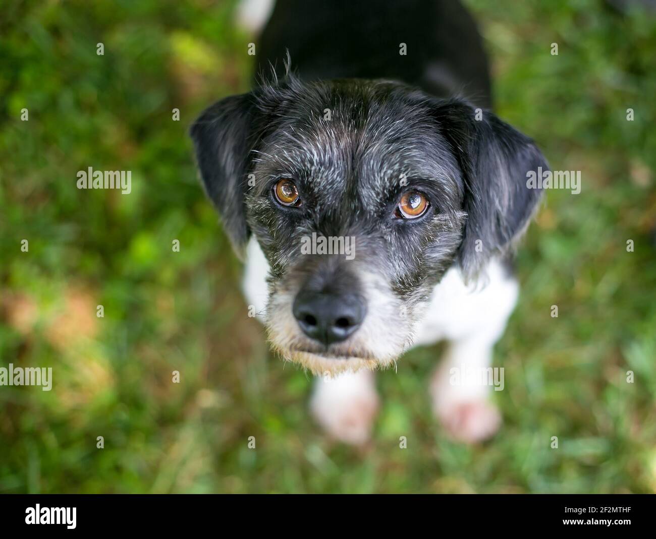 Un chien de race mixte de Terrier à poil boueux aux yeux bruns vers le haut de la caméra Banque D'Images