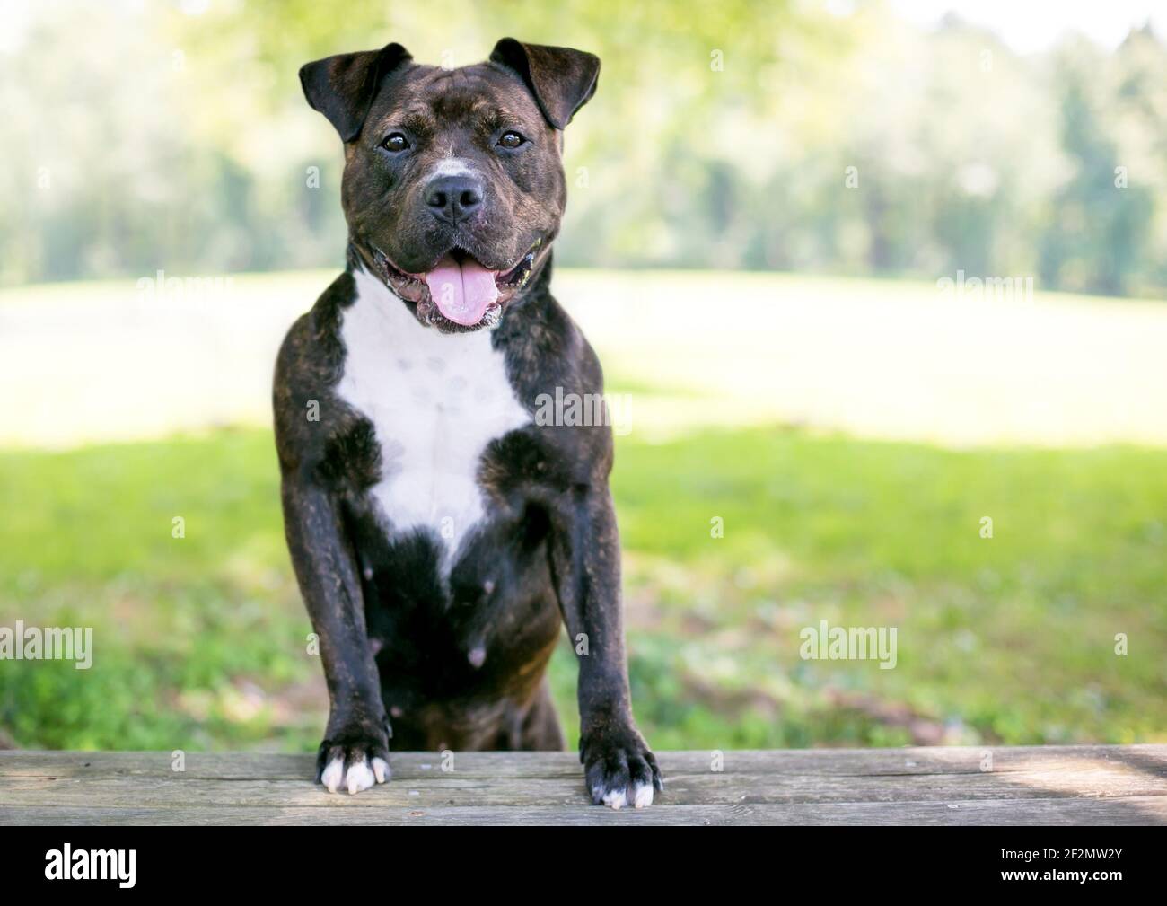 Un heureux bringé et blanc Staffordshire Bull Terrier mixte race chien debout avec ses pattes avant sur un banc Banque D'Images