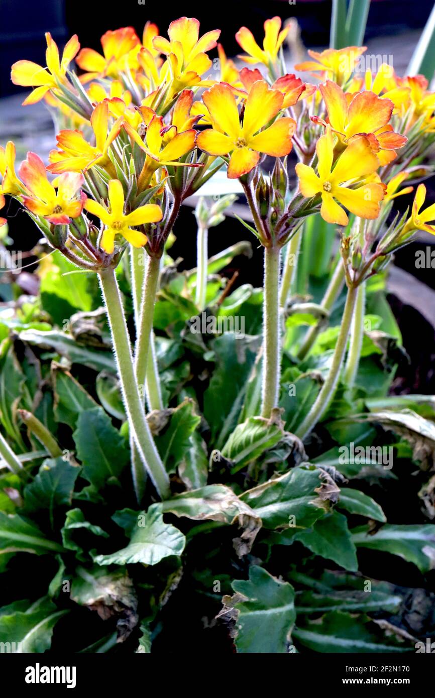 Primula ‘Chêne Leaf Yellow Picotee’, primevent jaune avec des marges orange rouge et des feuilles lisses vert foncé, mars, Angleterre, Royaume-Uni Banque D'Images