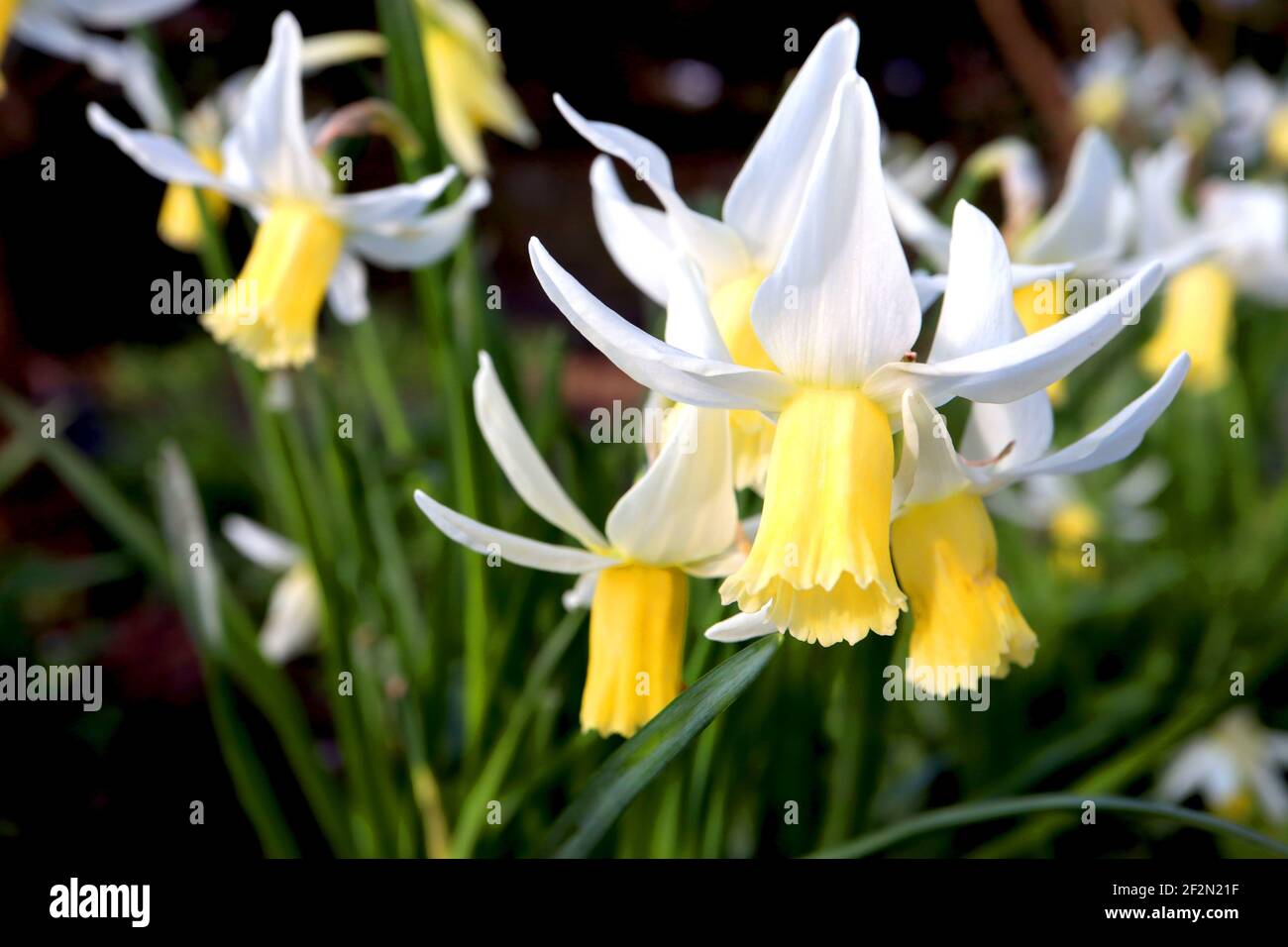 Narcisse 'Trena' / Daffodil Trena Division 6 Cyclamineus daffodils jonquilles avec pétales blancs balayés et longues trompettes jaunes, mars, Angleterre, Banque D'Images
