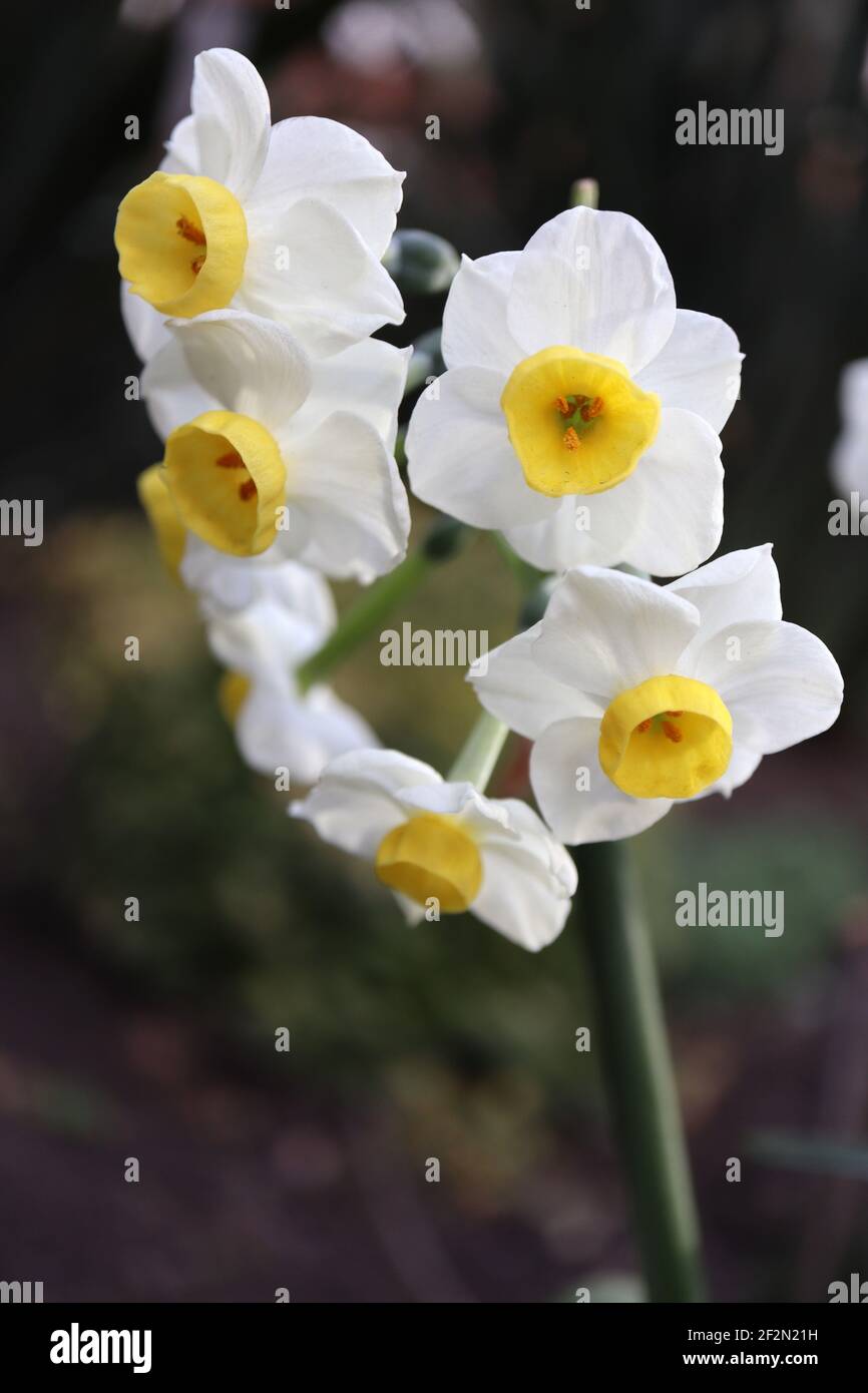 Narcisse 'Canaliculatus' / Daffodil Canaliculatus Division 8 daffodils Tazetta jonquilles à tête multiple très parfumé, tasse jaune, mars, Angleterre, Royaume-Uni Banque D'Images