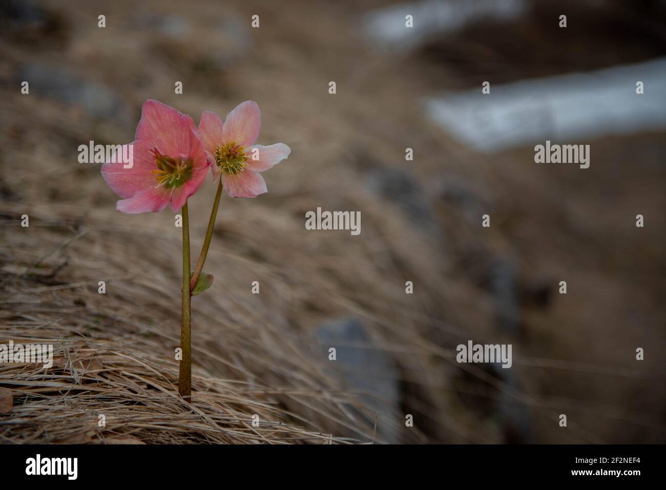 Helleborus de couleur rose s'est épanouie Banque D'Images