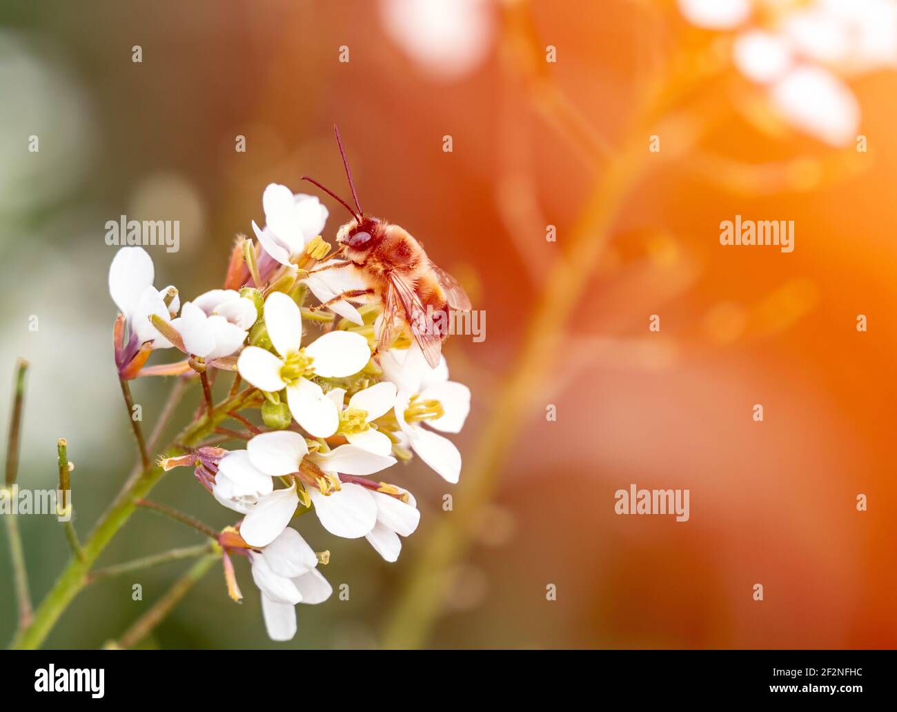 Abeille perchée sur des fleurs blanches pollinisant avec un projecteur sélectif Banque D'Images