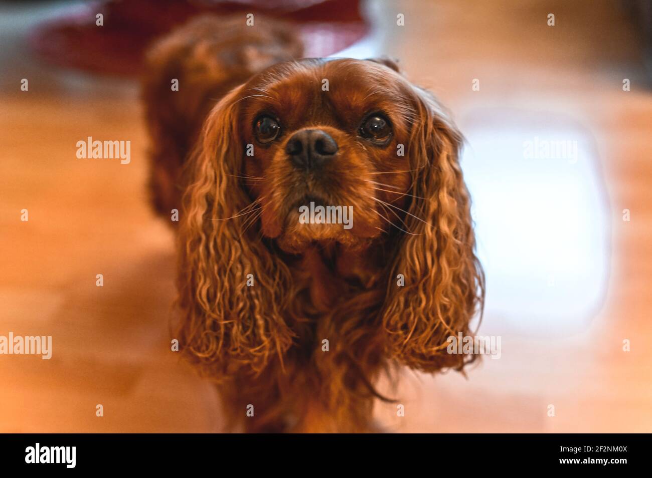 Un chien d'Espagne cavalier King Charles marron Banque D'Images
