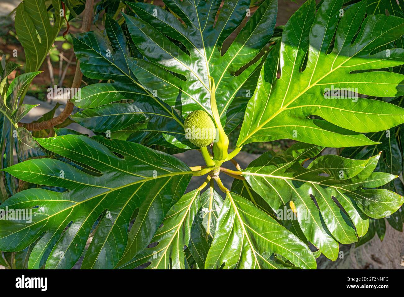 Fruits à pain, Artocarpus altilis, feuilles, gros plan, plante utile, Cuba Banque D'Images