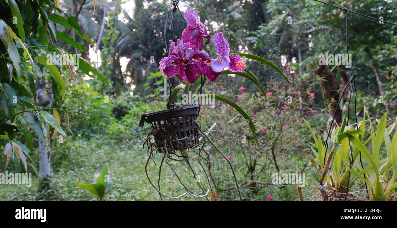Fleurs d'orchidées de couleur violet foncé sur un pot suspendu dans le  jardin de la maison Photo Stock - Alamy