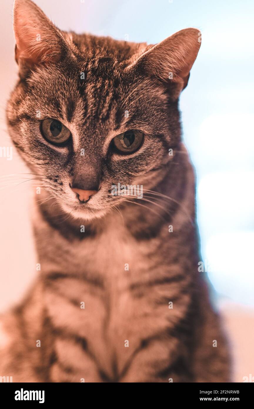 Portrait d'un chat gris d'Europe à courte vue avec des rayures noires et des yeux verts Banque D'Images
