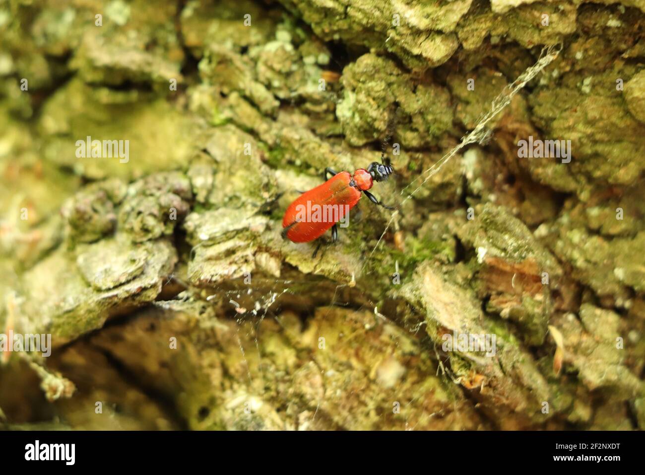 Insecte rouge rampant sur l'écorce de l'arbre au début de l'été Banque D'Images
