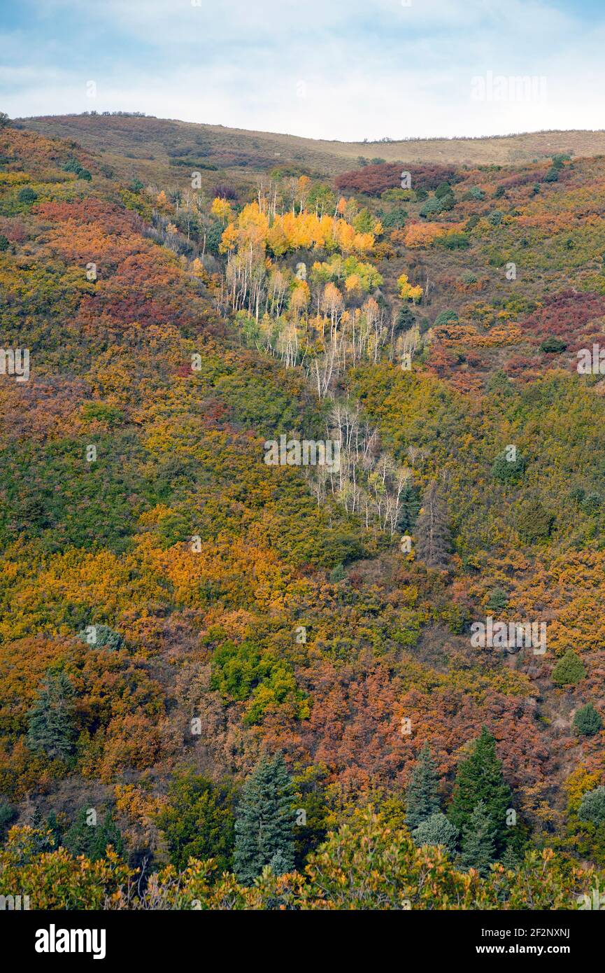 Couleur d'automne (chêne gambel. Trembles et épinette bleue du Colorado) dans le sud-ouest du Colorado aux États-Unis Banque D'Images