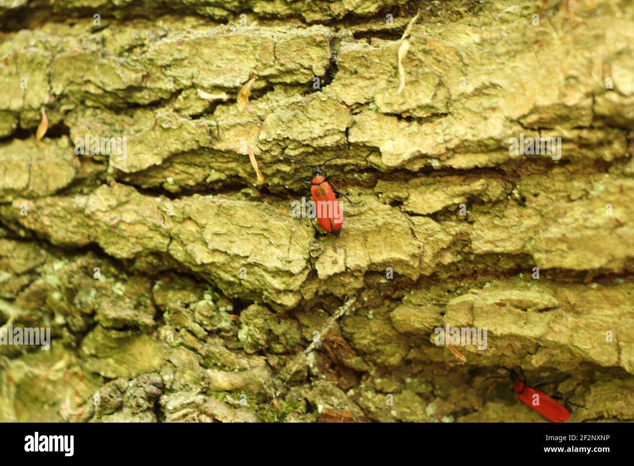 Insecte rouge rampant sur l'écorce de l'arbre au début de l'été Banque D'Images