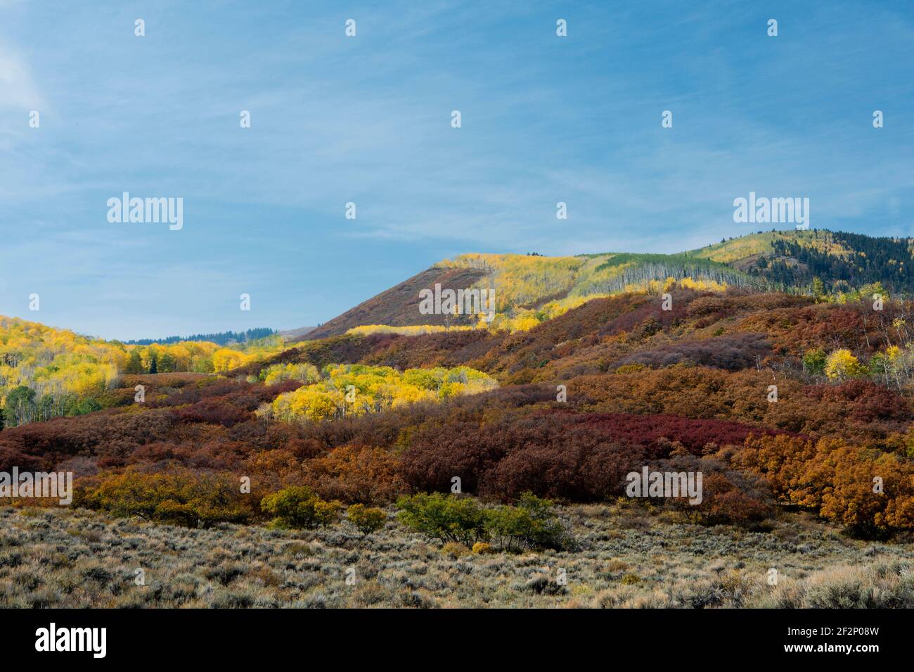 Couleur d'automne (trembles et chêne gambel) Dans SW Colorado USA Banque D'Images