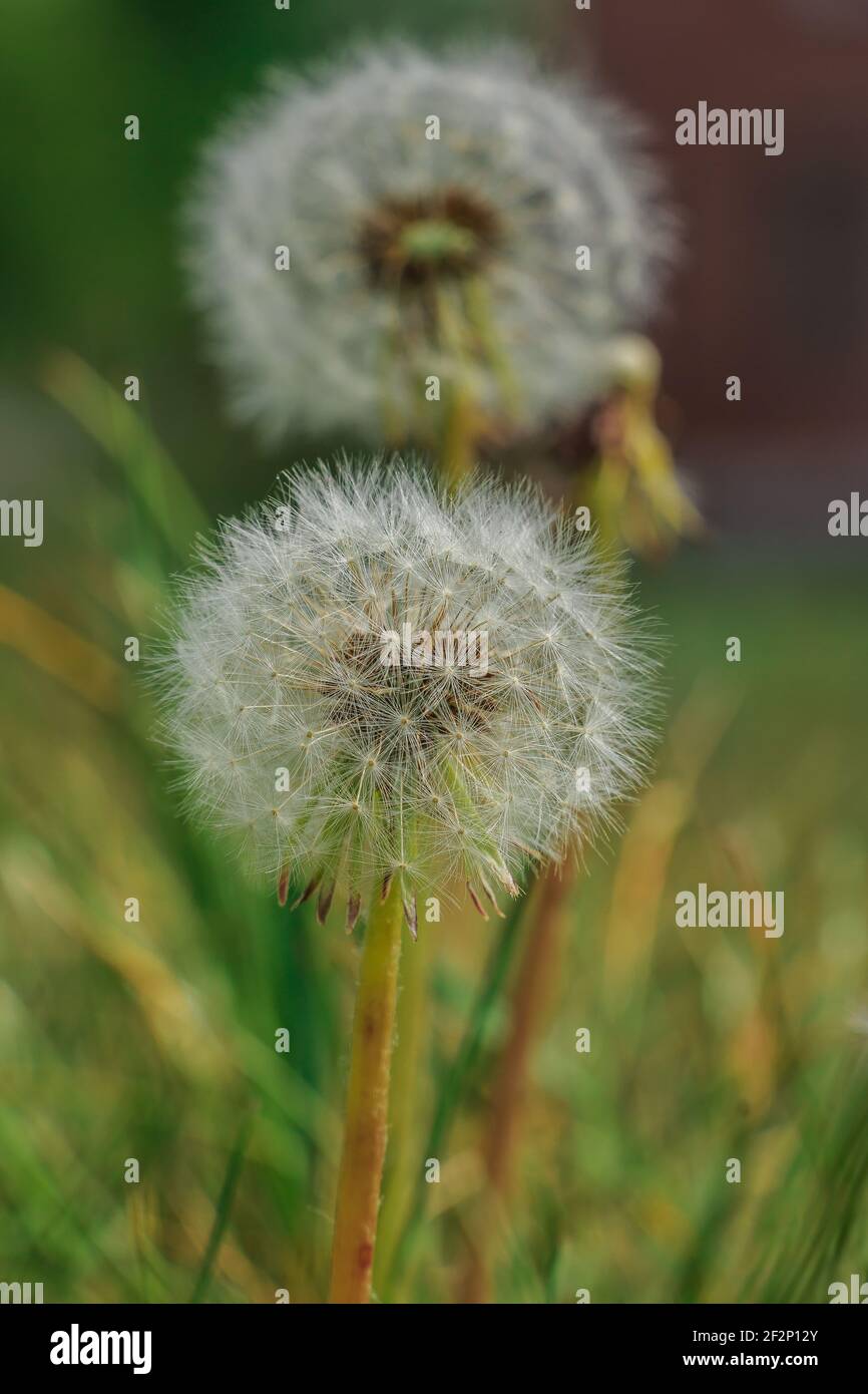 Deux pissenlits en été. Fleurs en détail avec des graines sur la tige. Pissenlits en été. Fleur de prairie sur un pré vert. Fibres blanches Banque D'Images