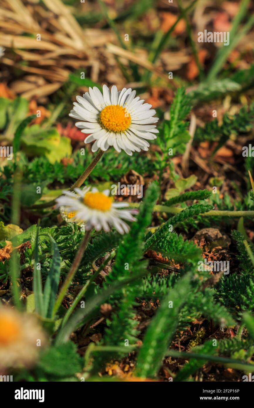 Pré au printemps avec des pâquerettes. Plusieurs fleurs de la prairie fleurissent. Pétales blancs au soleil de printemps. Pollen d'abeille jaune avec pollen. GR. Allongé Banque D'Images