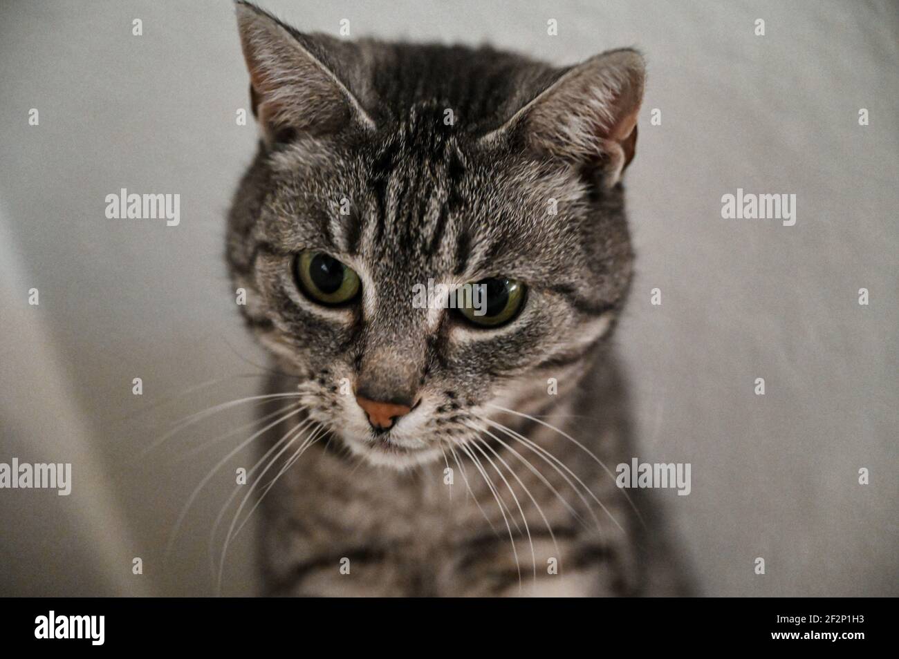 Portrait d'un chat à courte vue européen avec des rayures noires et des yeux verts Banque D'Images