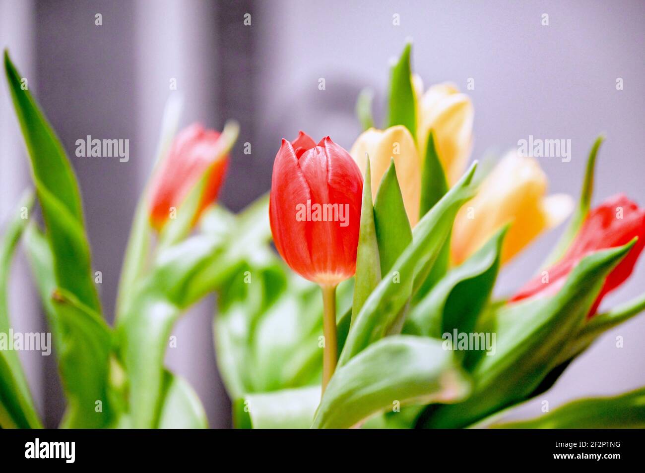 Tulipes rouges et jaunes dans un bouquet Banque D'Images