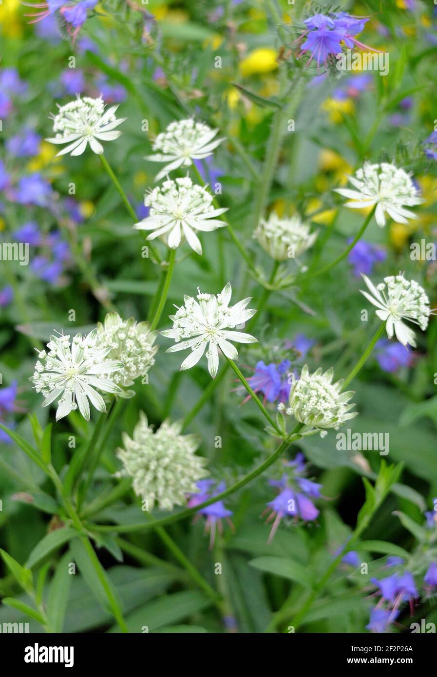 Grand ombel d'étoile (Astrantia Major) en blanc Banque D'Images