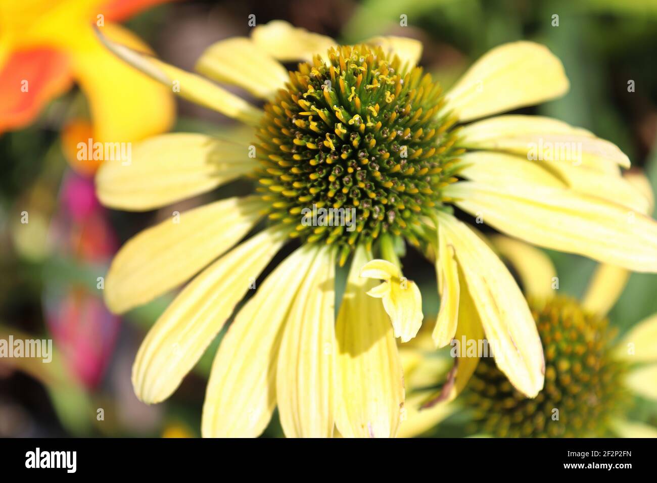 Macro de fleurs en pleine floraison plus tard l'été Banque D'Images