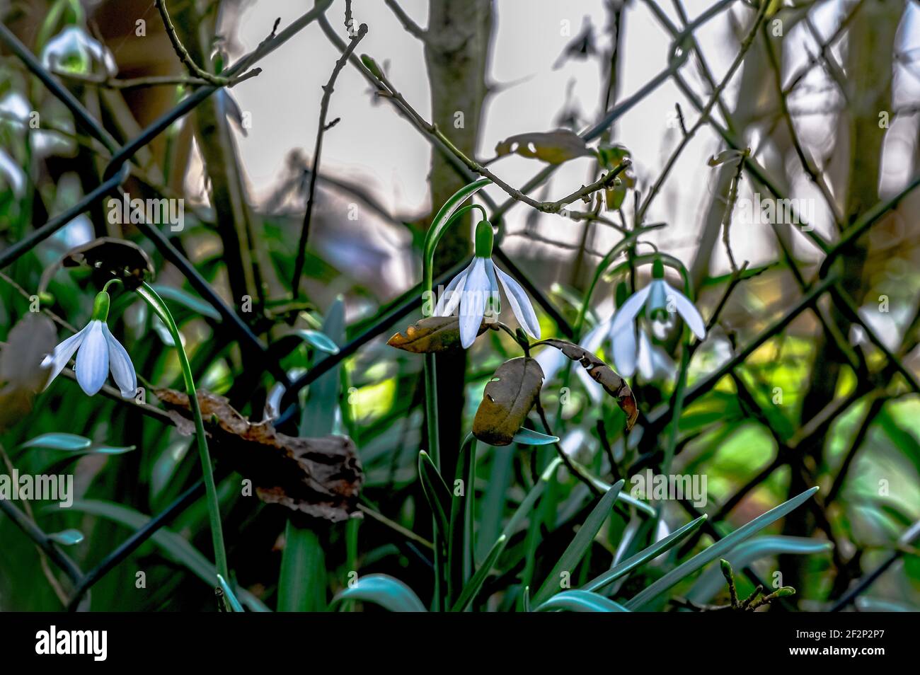 Les gouttes de neige commencent à croître au printemps Banque D'Images