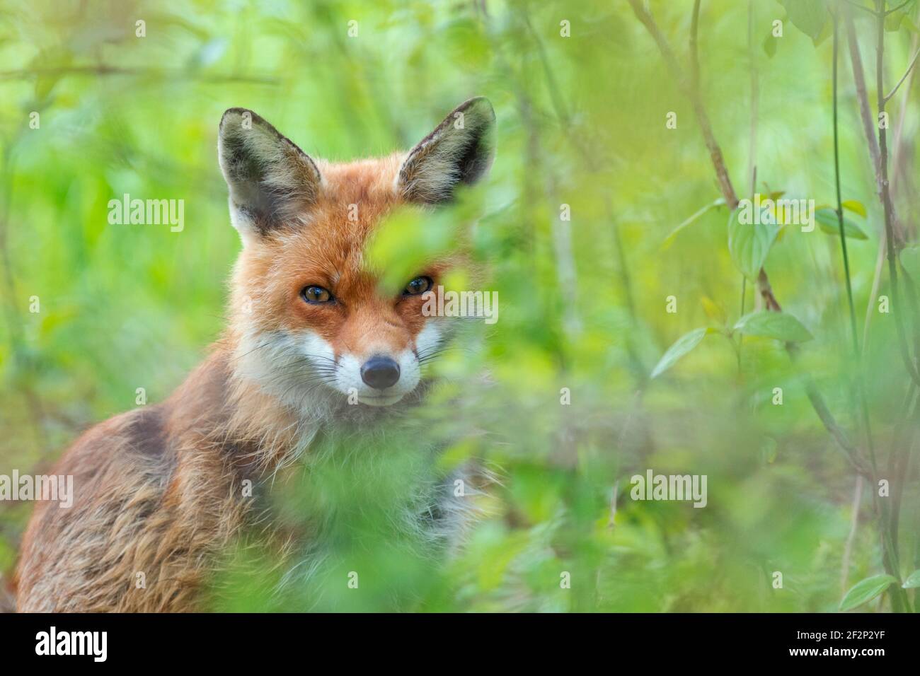 Fox dans une haie, avril, Hesse, Allemagne Banque D'Images