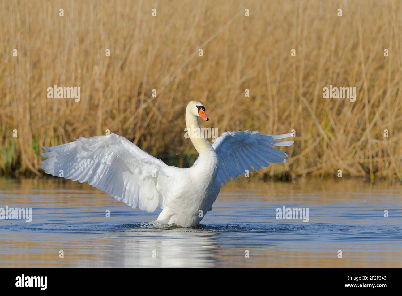 Muet cygne (Cygnus olor) sur un lac, Mars, Hesse Banque D'Images