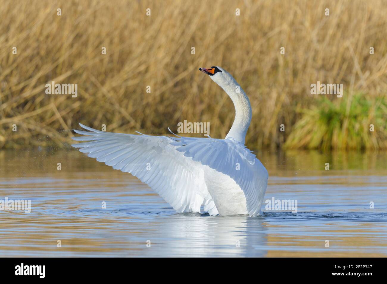 Muet cygne (Cygnus olor) sur un lac, Mars, Hesse Banque D'Images