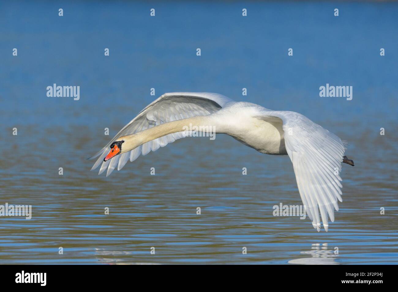 Mute Swan (Cygnus olor), Mars, Hesse, Allemagne Banque D'Images