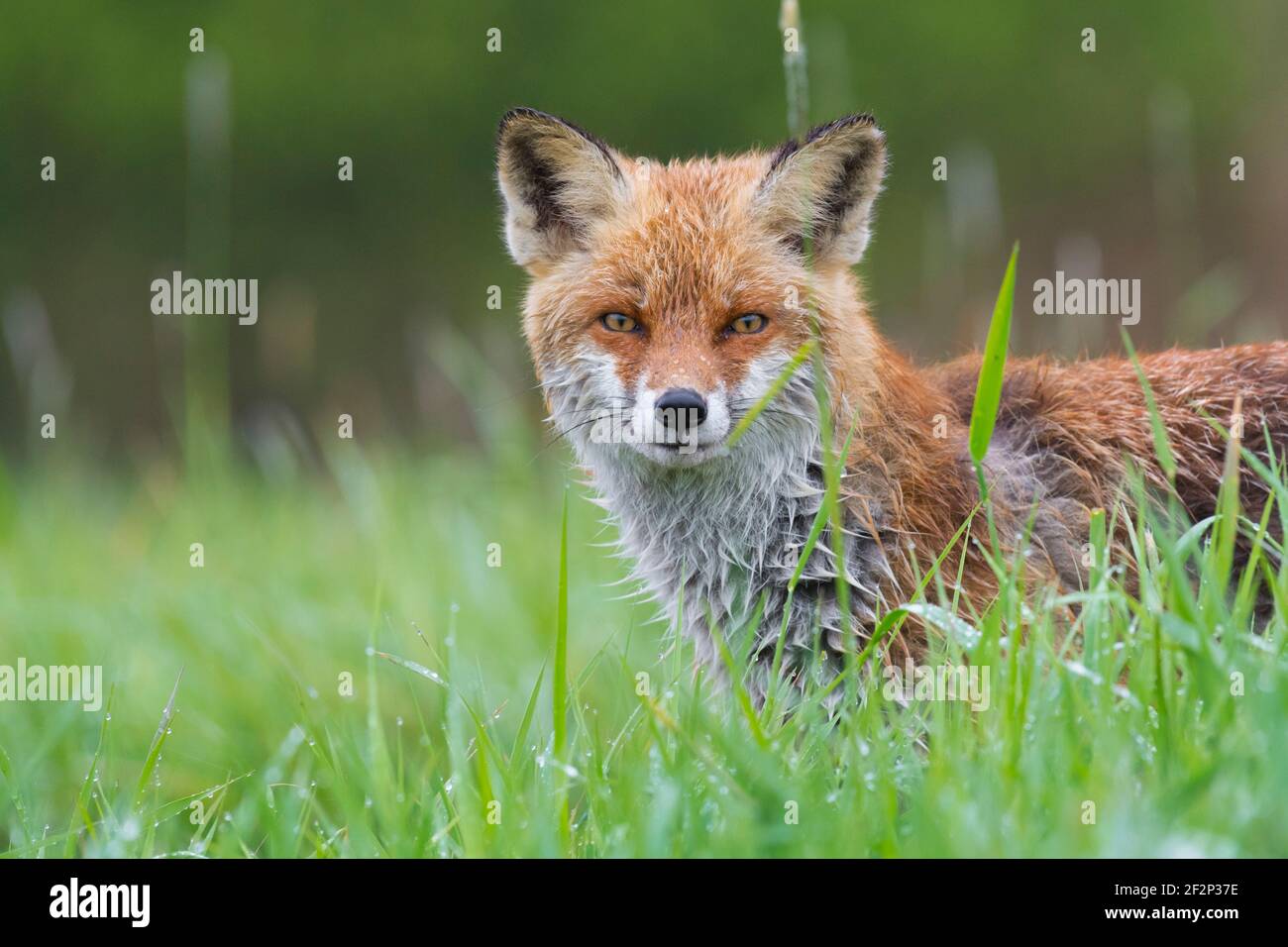 Fox dans un pré, Mai, Hesse, Allemagne Banque D'Images