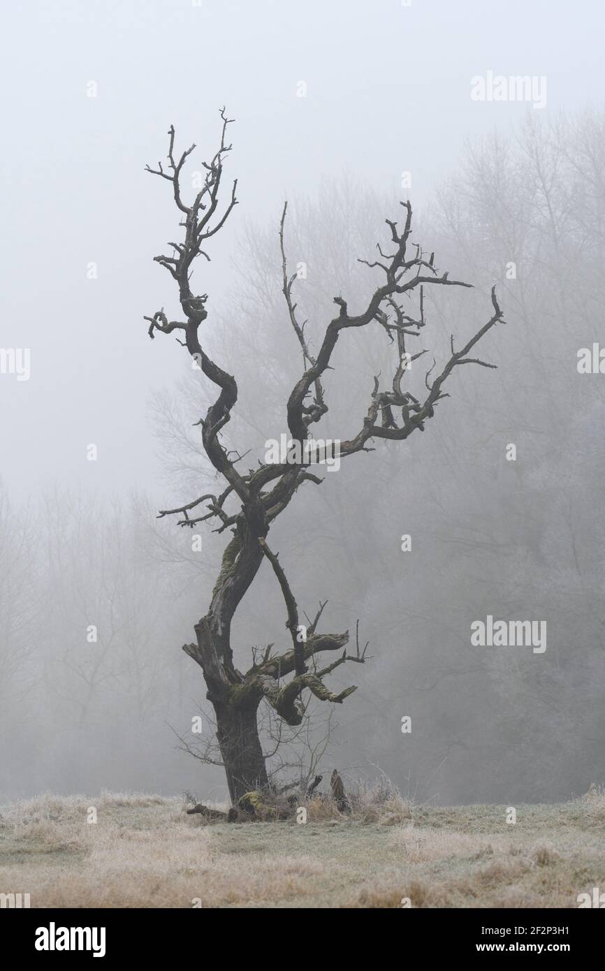 Vieux arbre fruitier mort dans un pré en hiver, Hesse, Allemagne Banque D'Images