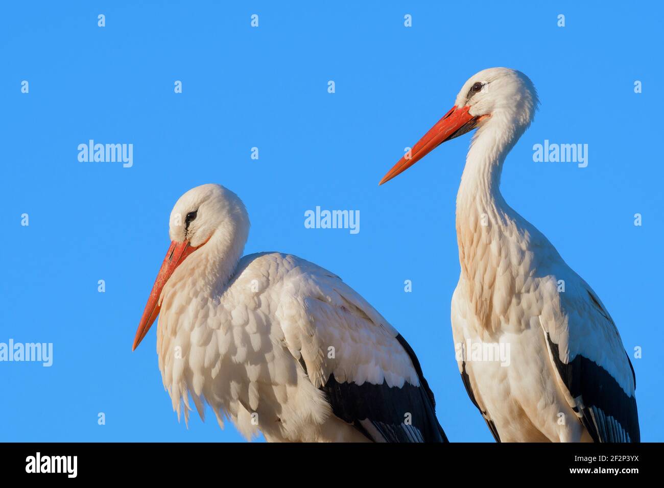 White Storks, Hesse, Allemagne Banque D'Images
