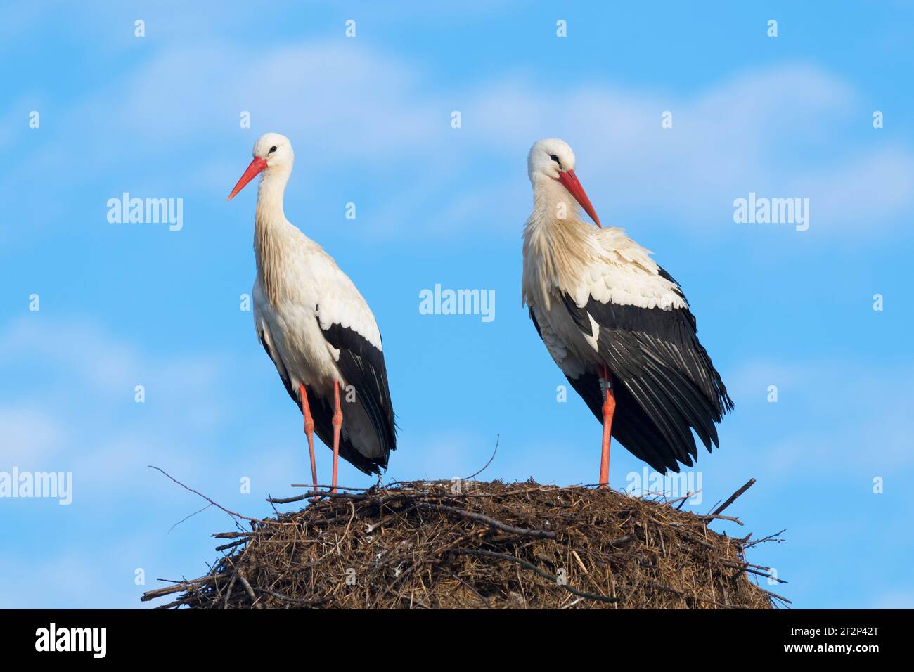 Cigognes blanches sur le nid, Hessen, Allemagne Banque D'Images