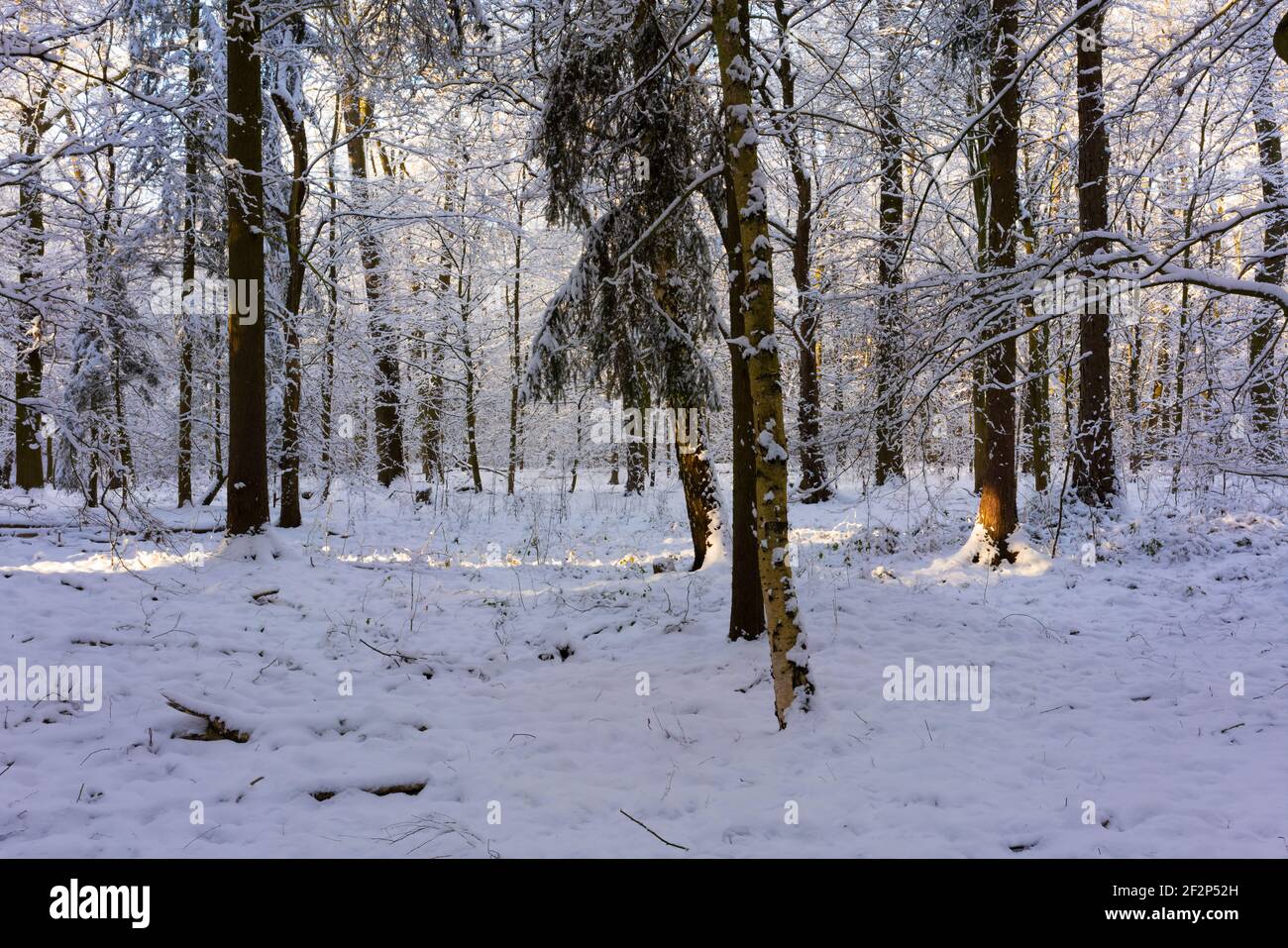 Forêt mixte en hiver