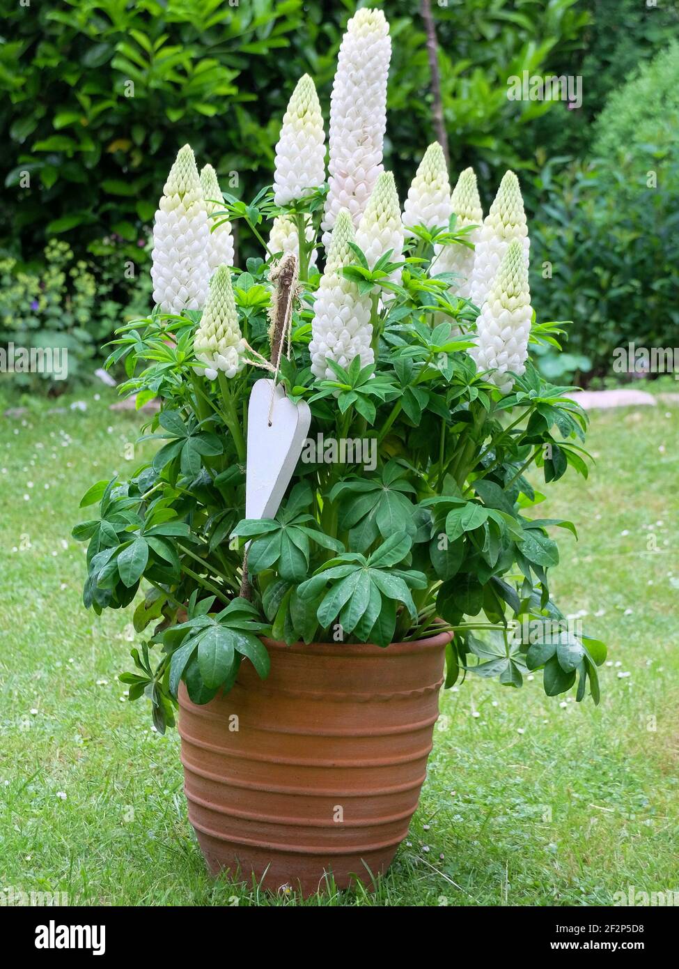 Lupine flower pot Banque de photographies et d'images à haute résolution -  Alamy