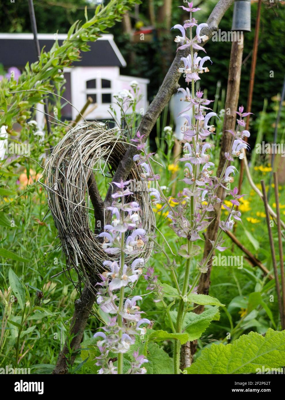 Jardin du cottage avec sauge muscat (Salvia sclarea) Banque D'Images