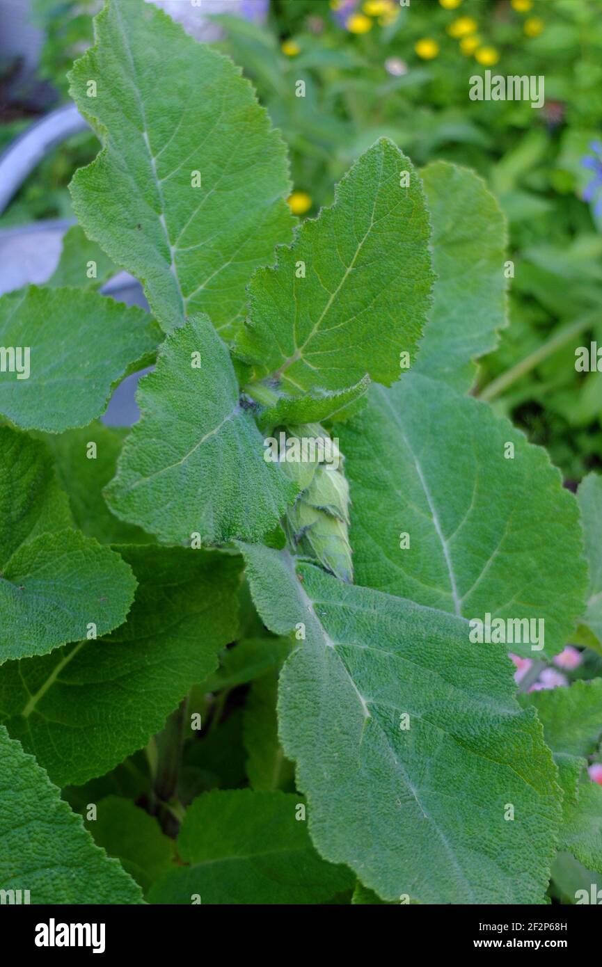 Sauge de la glande (sclérotique de Salvia) avec bourgeon Banque D'Images