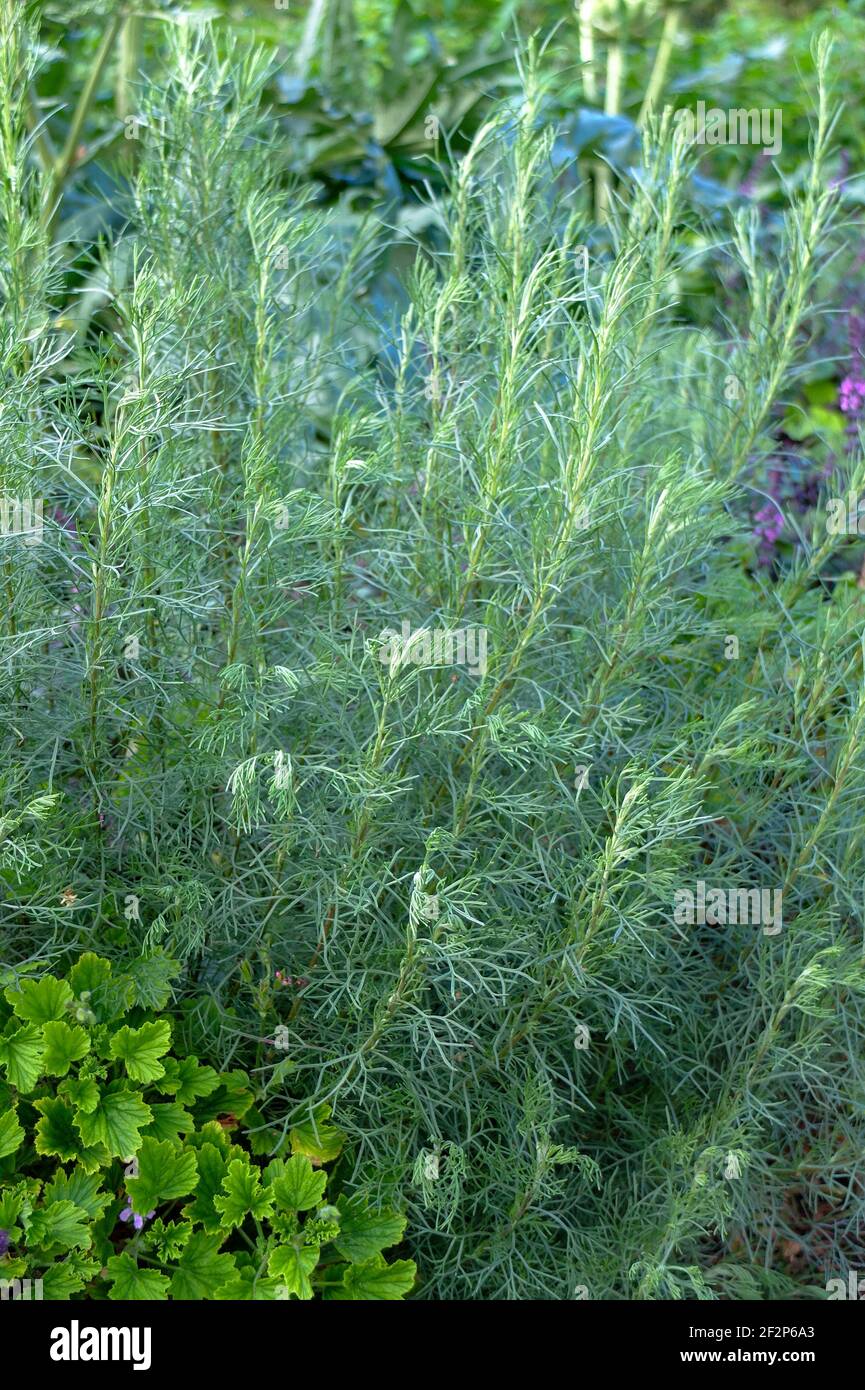 Coca-Cola (Artemisia abrotanum var. Maritima) Banque D'Images