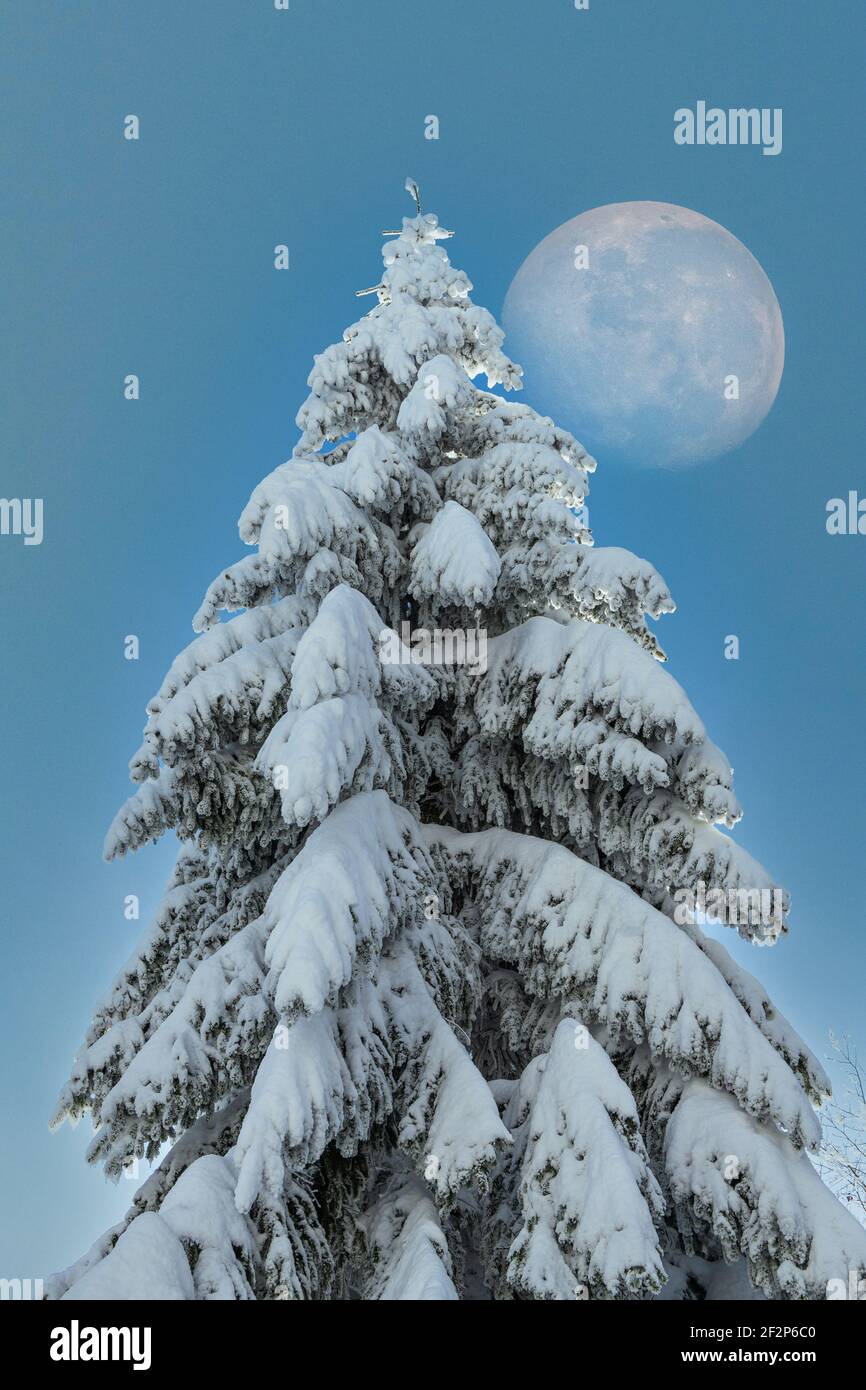 Eingeschneite Tanne mit Mond im Thüringer Wald. Composition aus zwei Aufnahmen (m) Banque D'Images