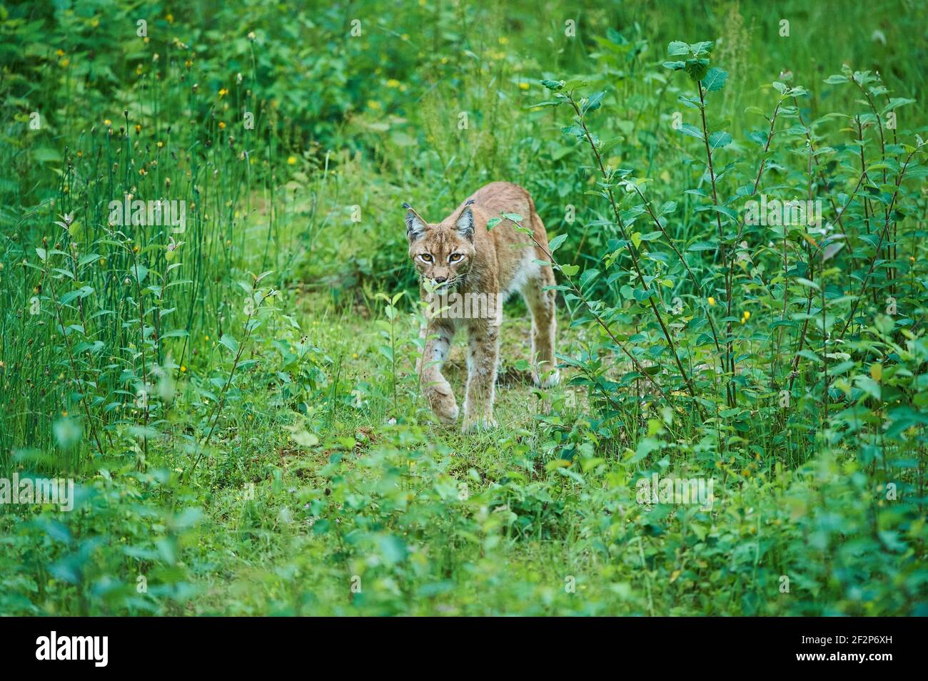 Lynx eurasien, lynx, Bavière, Allemagne, Europe Banque D'Images