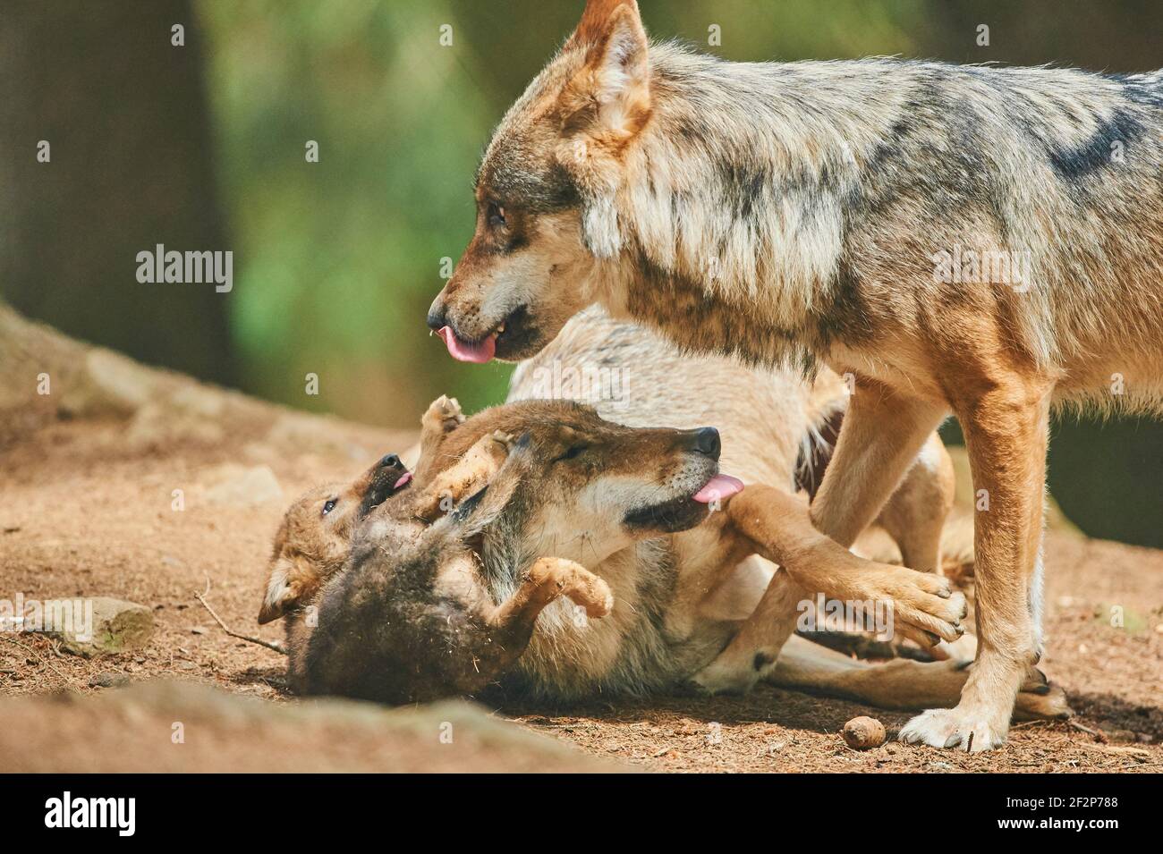 Loup eurasien, Canis lupus lupus, jeune animal, Bavière, Allemagne, Europe Banque D'Images
