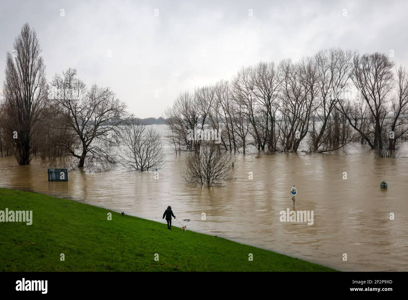 Duisburg, Rhénanie-du-Nord-Westphalie, Allemagne - les arbres de la digue dans le district du Marxloh sont sous l'eau. Banque D'Images