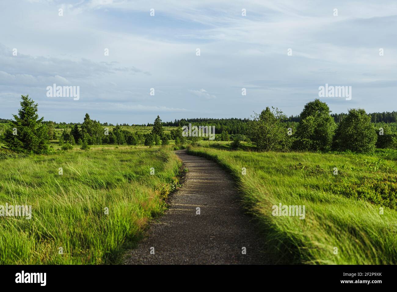 Promenade d'été à travers les Hautes Fens en Belgique Banque D'Images