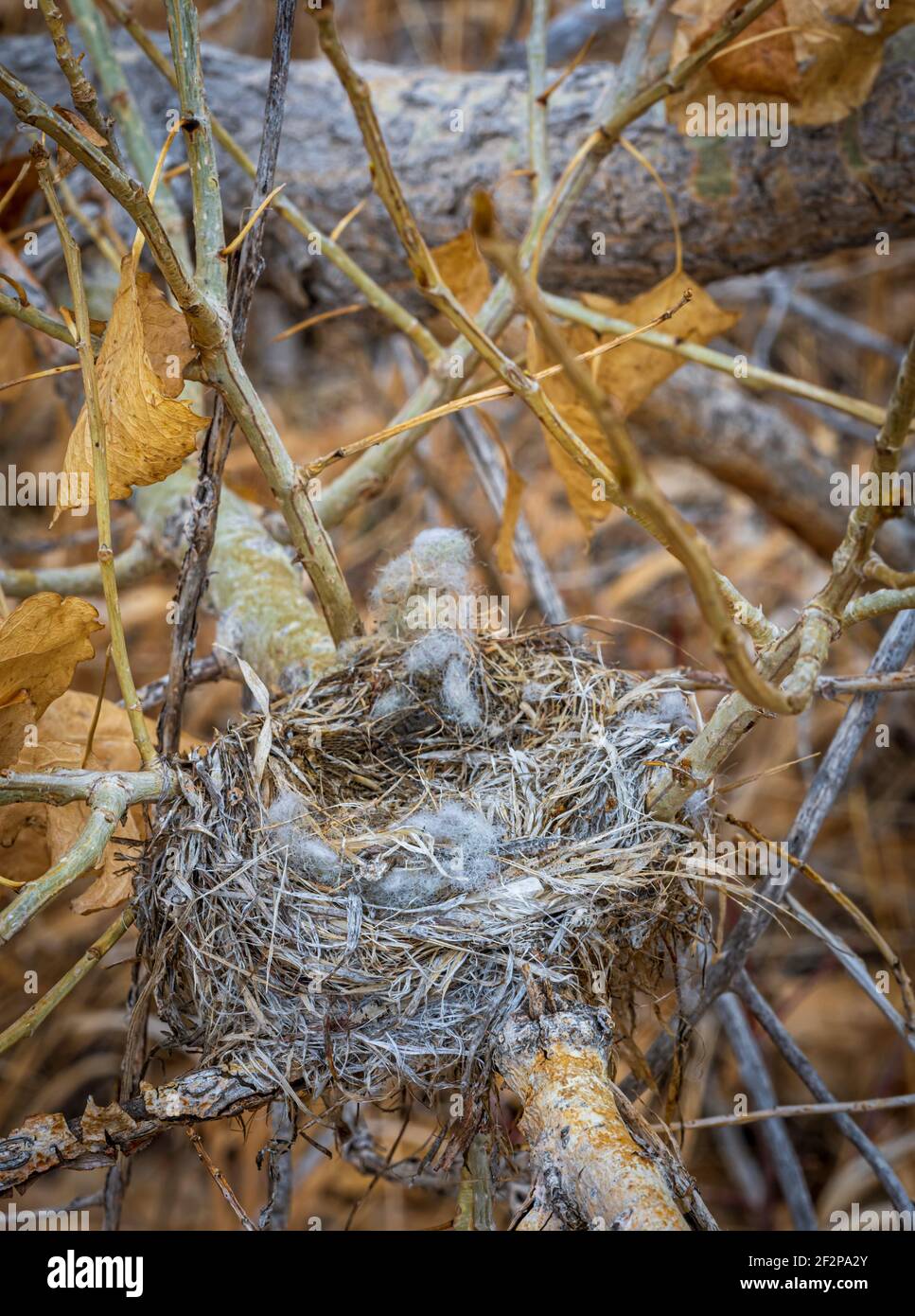 Nid d'oiseau abandonné de l'année précédente dans le Cotonwood des Plaines (populus sargentii), Castle Rock Colorado USA. Photo prise en mars. Banque D'Images