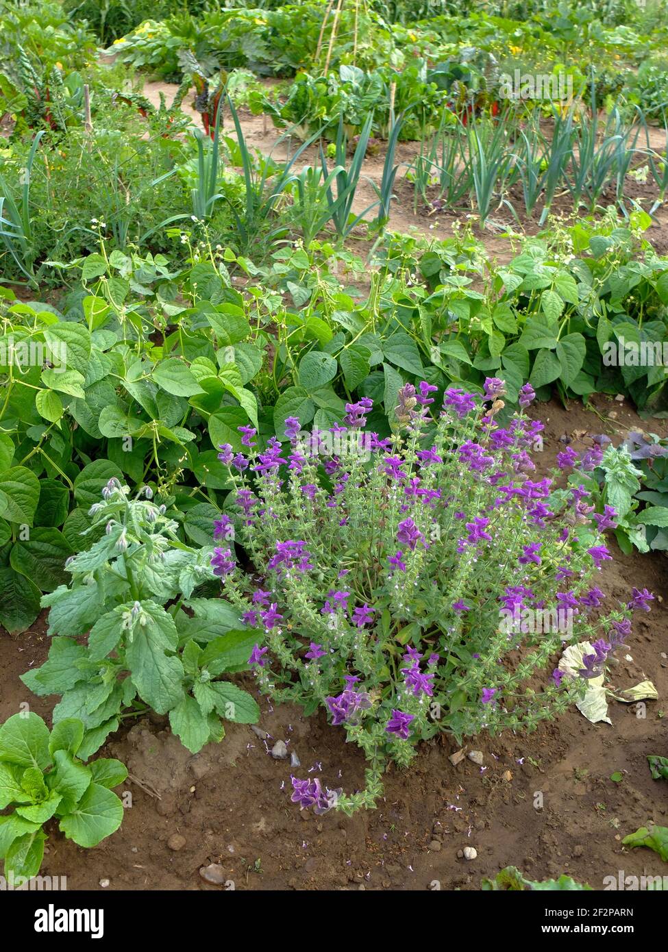 Haricots verts 'Maxi' (Phaseolus vulgaris) dans la zone végétale Banque D'Images