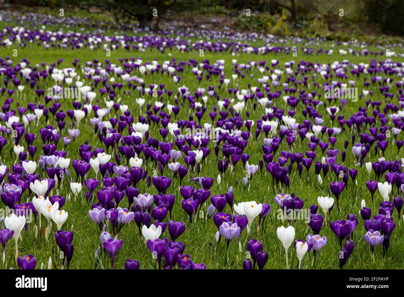 Champ de crocus bleu blanc et violet Banque D'Images