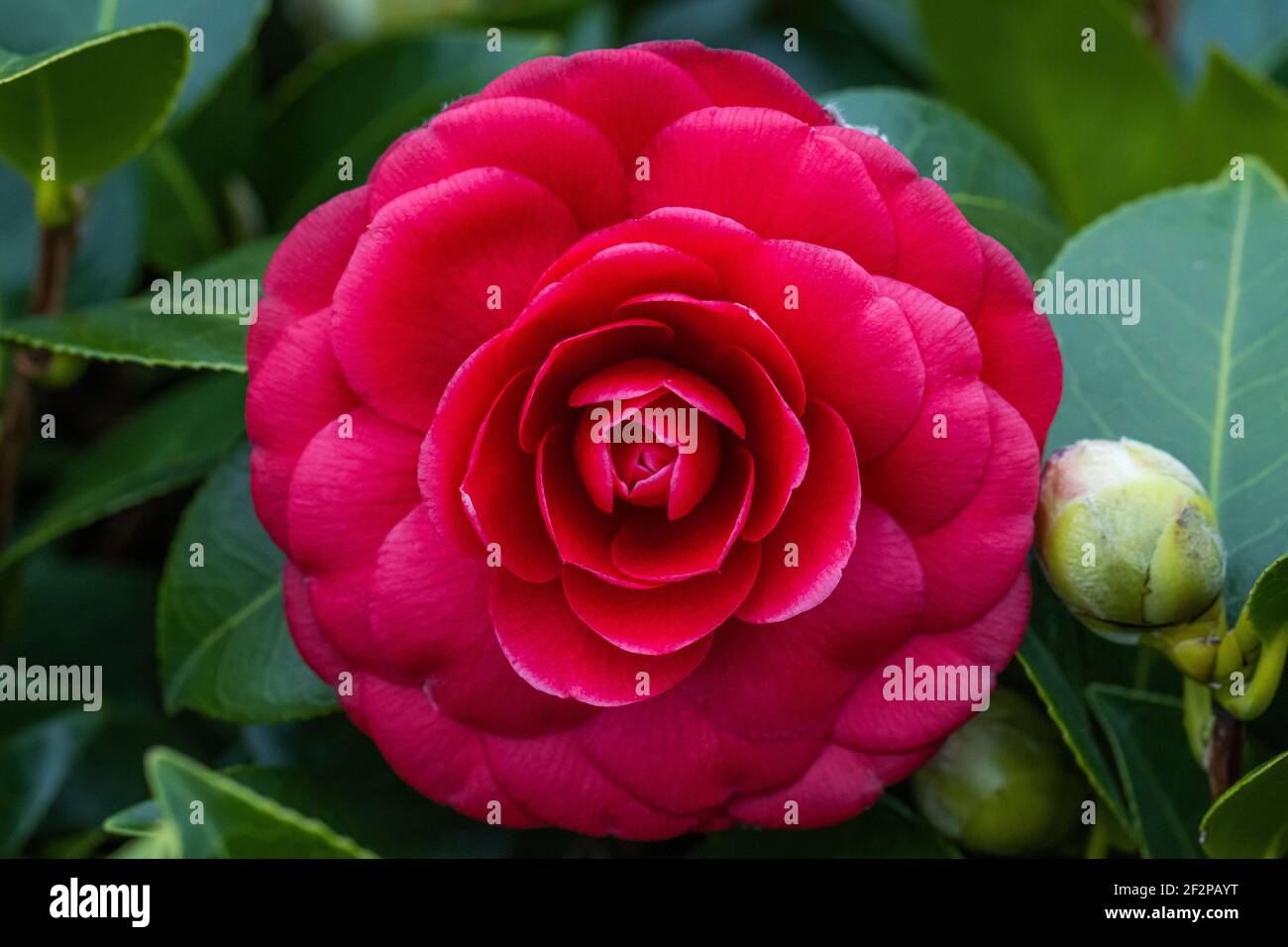 Dentelle noire Camellia rose et rouge Banque D'Images