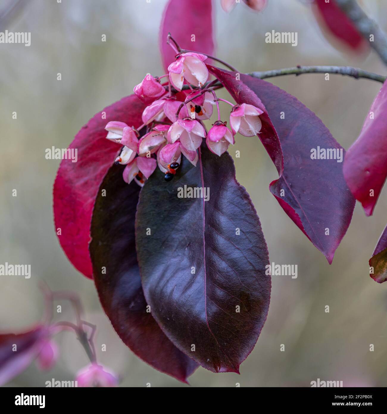 Feuillage d'automne d'Euonymus grandiflorus (éventuellement Brandywine) Banque D'Images