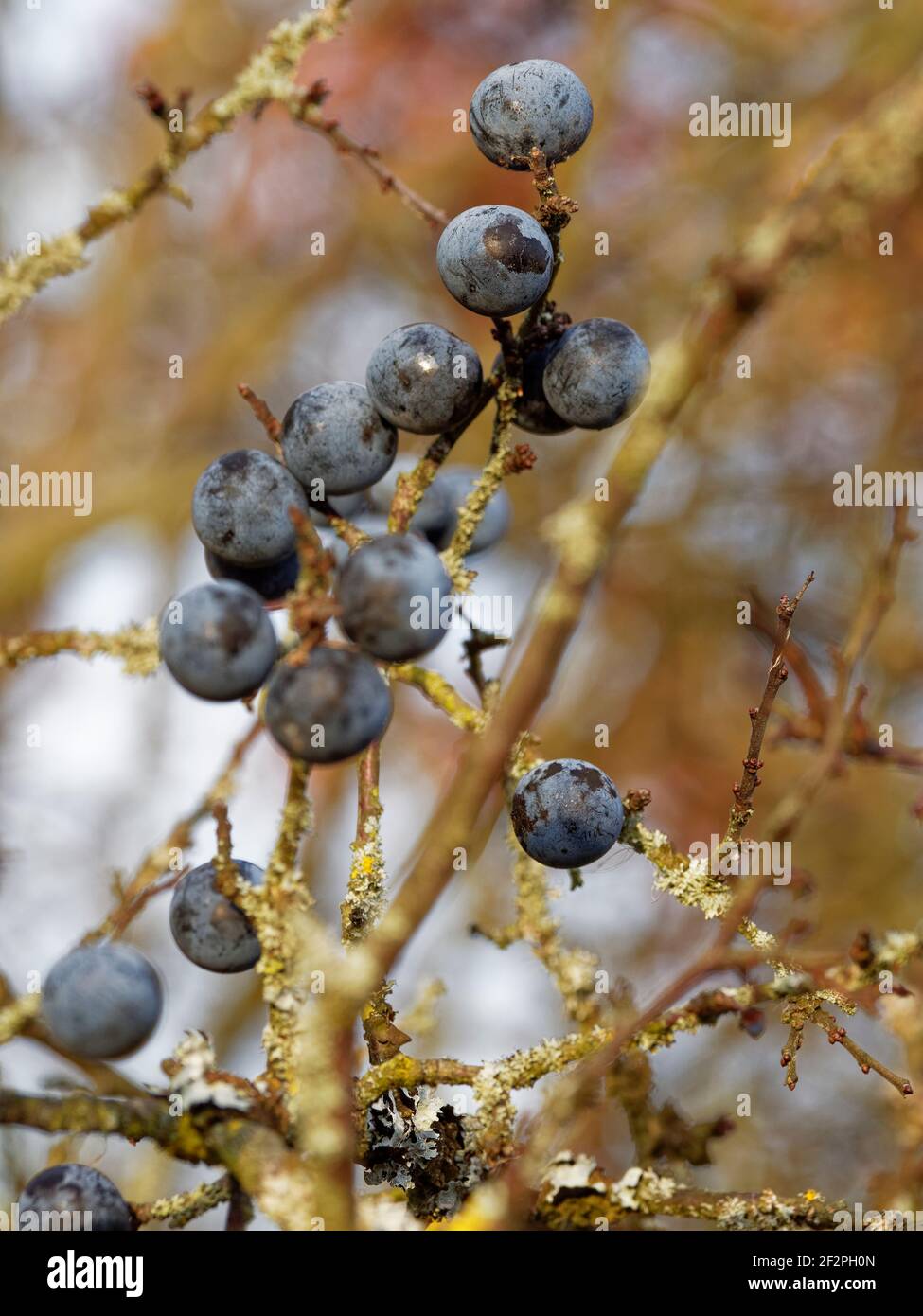 Fruits de la sloe commune, de l'épine noire, de Prunus spinosa Photo Stock  - Alamy