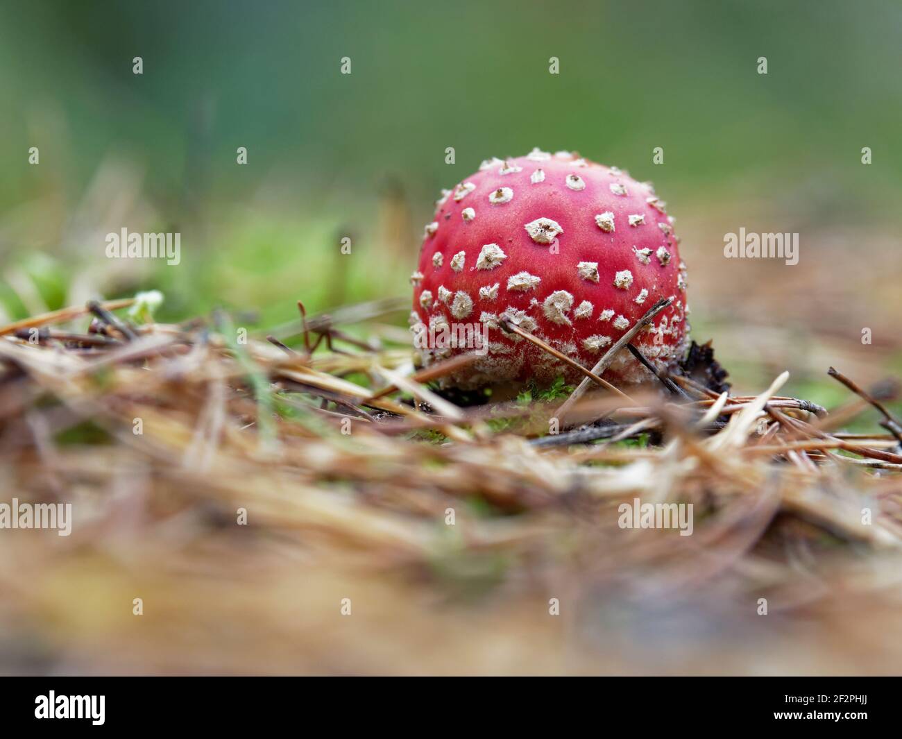 Mouche agaric, Red Fly agaric, Amanita muscaria Banque D'Images